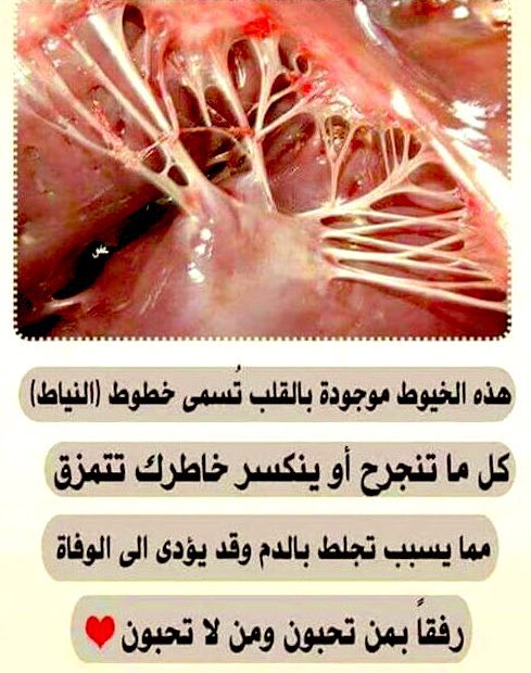 ✨ بن شلوان ✨ (@se7roy) on Twitter photo 