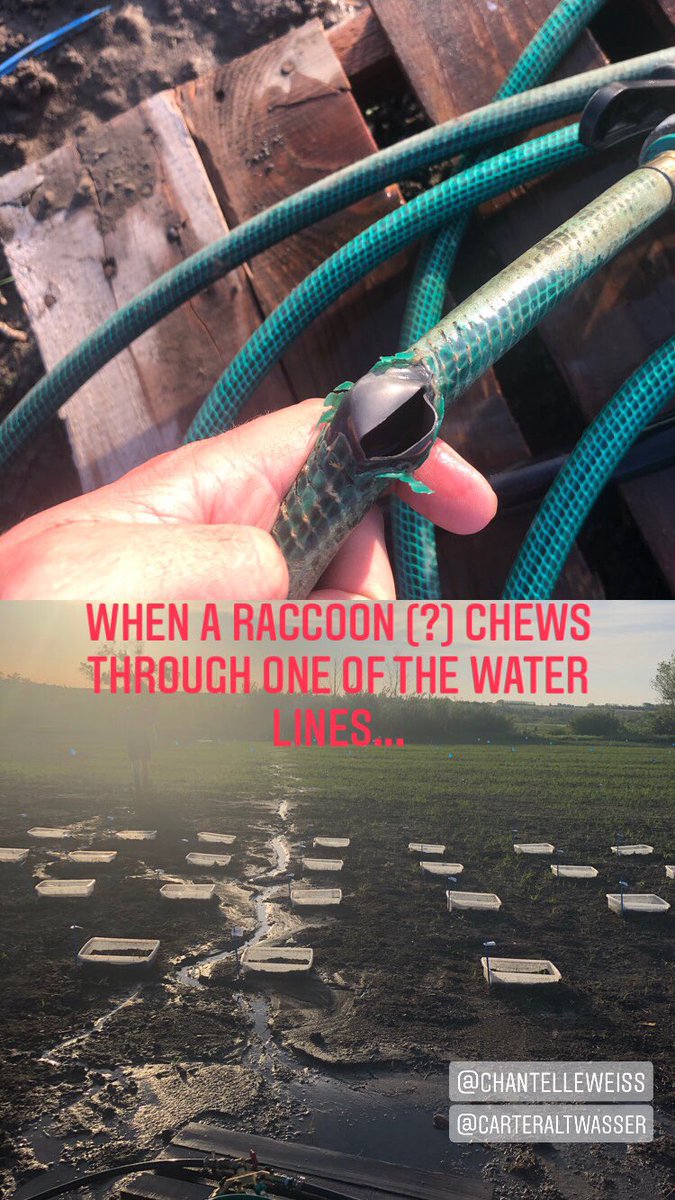 We have an unwanted pest problem at our site it seems 🤔