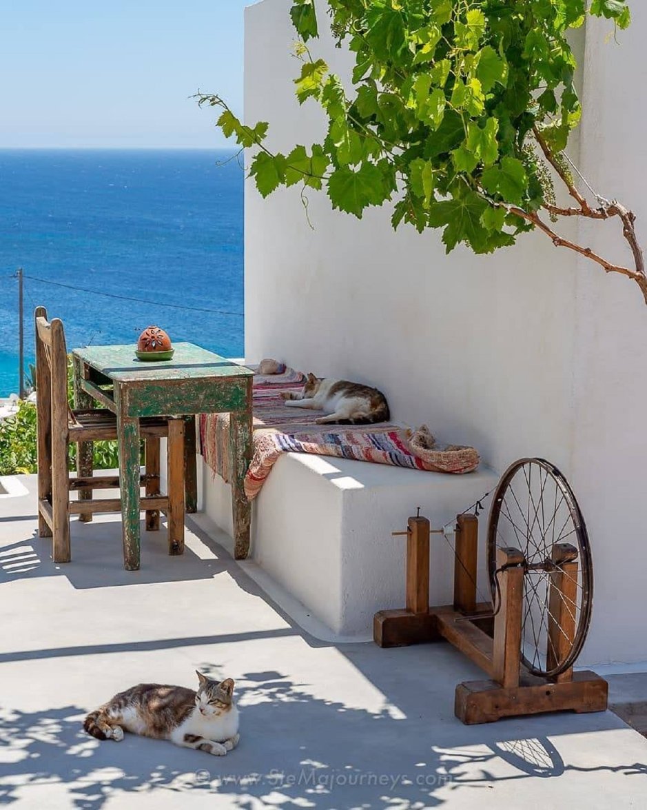 Tom_de_Belfore's tweet photo. Impression von der Insel Δονουσα - Donousa.
Katzen in Griechenland sind ein Sinnbild für Gemütlichkeit
Photo by @stemajourneys https://t.co/9Kg46TsUDz