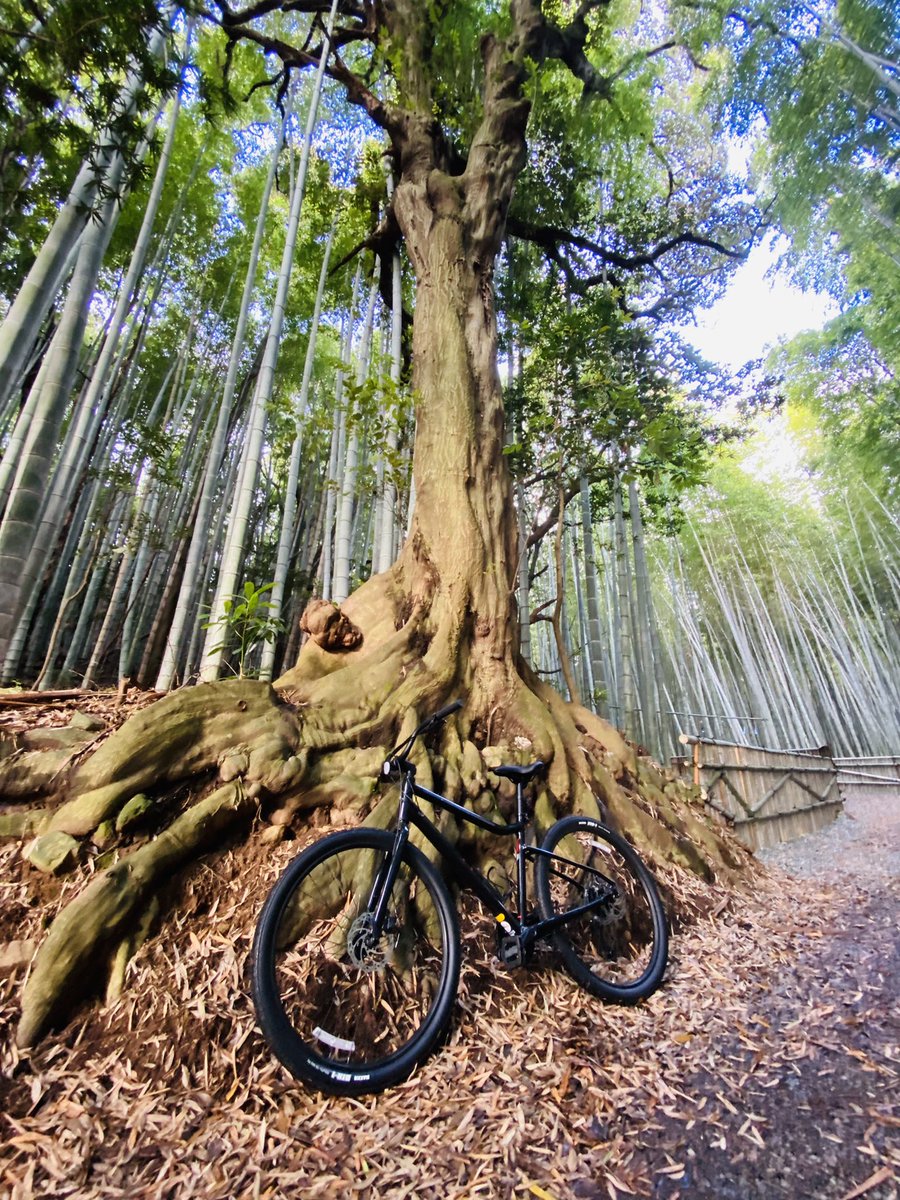 近所の竹林街道まで🚲で。
(完成までまだ途中らしい)
カッコいい樹を見つけたから
ついでにパシャリ📸
#竹林
#クロスバイク
#クロスバイクのある風景
#クロスバイクのある生活 
