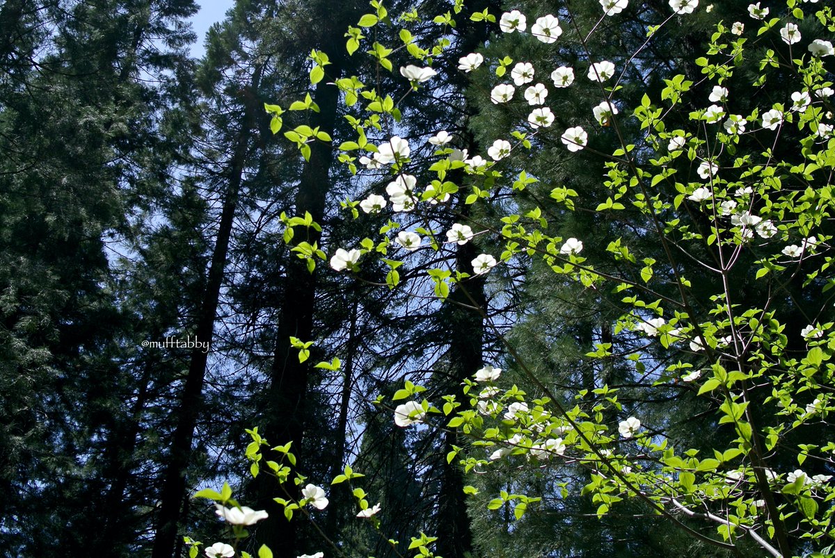 こんにちは。
旅行の写真の続きを。
セコイア国立公園周辺では #パシフィックドッグウッド が花ざかりでした。
和名は #セイガンヤマボウシ とか？
アメリカ西海岸の西岸でしょうか。
背高のっぽの木でお花も高い場所で咲いているので下から眺めることが多かったです。
#PacificDogwood
#SequoiaNP