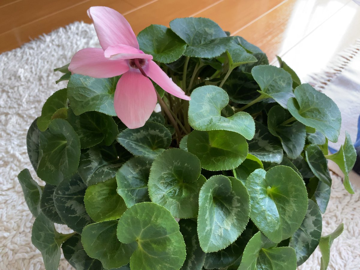 ryouma1966's tweet image. おはようございます
我が家の居間にあるシクラメン
ついに花があとひとつとなった
寒い季節の花だけど よく頑張ったなぁ
#シクラメンの花
