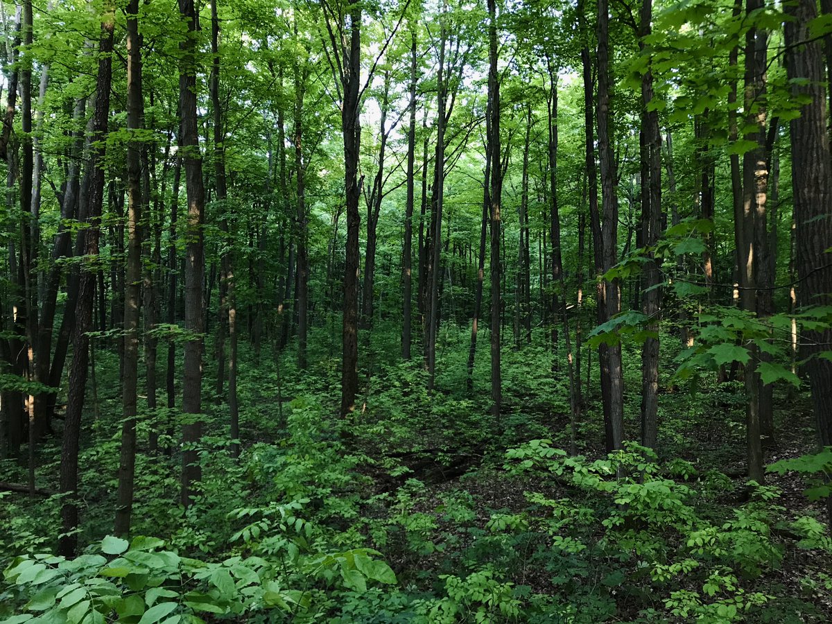 Be a good neighbour and don’t park on private driveways while you visit the trails. Plenty of parking is available on Fourth Line just North of Side Road 10. BTW trails are slippery with humidity and recent rain. #HaltonON #MiltonON #HaltonHills #Campbelleville #stayhydrated