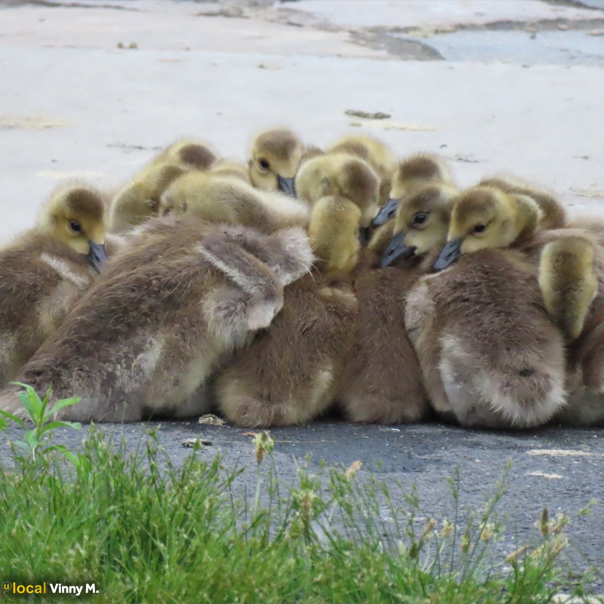 WCVB's tweet image. Today was a difficult day, but finding this photo in our inbox brought a smile to our faces and we wanted to share it with all of you. Vinny spotted this gosling #grouphug near the #MysticRiver.