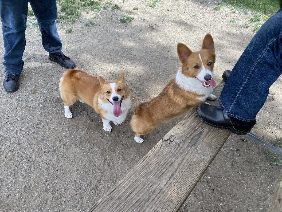 TheRealLexuzi's tweet photo. HAPPY INTERNATIONAL CORGI DAY ❤️ 🐶
#cornbreadthecorgidog https://t.co/5dM8zYM06K