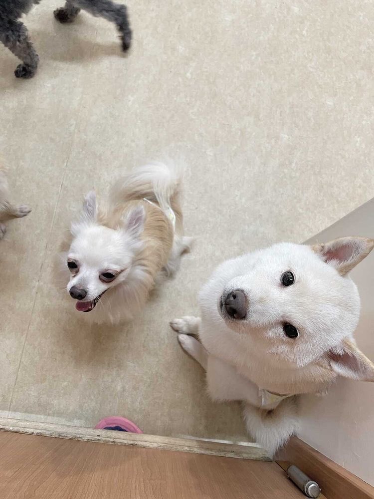 DogreeStaff's tweet photo. 白メンバー！
白い子がお好きな方はたまりませんよ〜😍
是非一度お越し下さい😊

#ロングコートチワワ　のハク君
#白柴　のシロ太君
2人ともご家族様を募集中です！

#dogree  #セカンドライフドッグリー　#犬 #猫 #犬好きさんと繋がりたい  #猫好きさんと繋がりたい   #カフェ #大阪 #ふれあいカフェ https://t.co/yPBcH2K6Gi