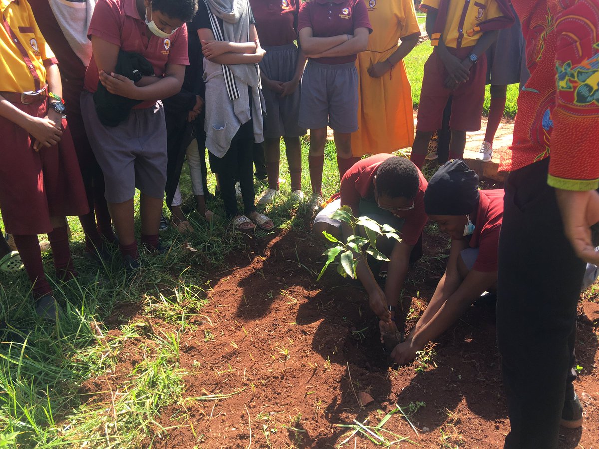 JoanitaBabirye's tweet photo. We continue to create as many orchards as possible in schools. One is to create more carbon sinks in communities but also  beat food insecurity. Local actions have a global impact. #EcosystemRestoration #WorldEnvironmentDay2021 https://t.co/RvbFlfEypL