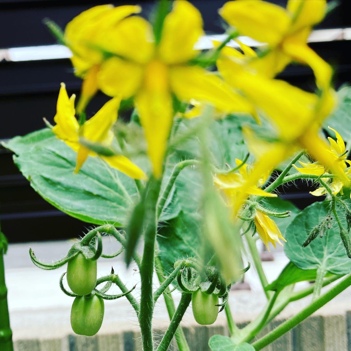 まさ 週中に液肥で追肥をしました 植付けから5週間 ミニトマトの実が鈴なり 次は色付きが楽しみ 大葉はポチポチ取ってますが 雑草並みにどんどん生えてくるので食べ放題 家庭菜園 家庭菜園はじめました トマト オクラ 大葉