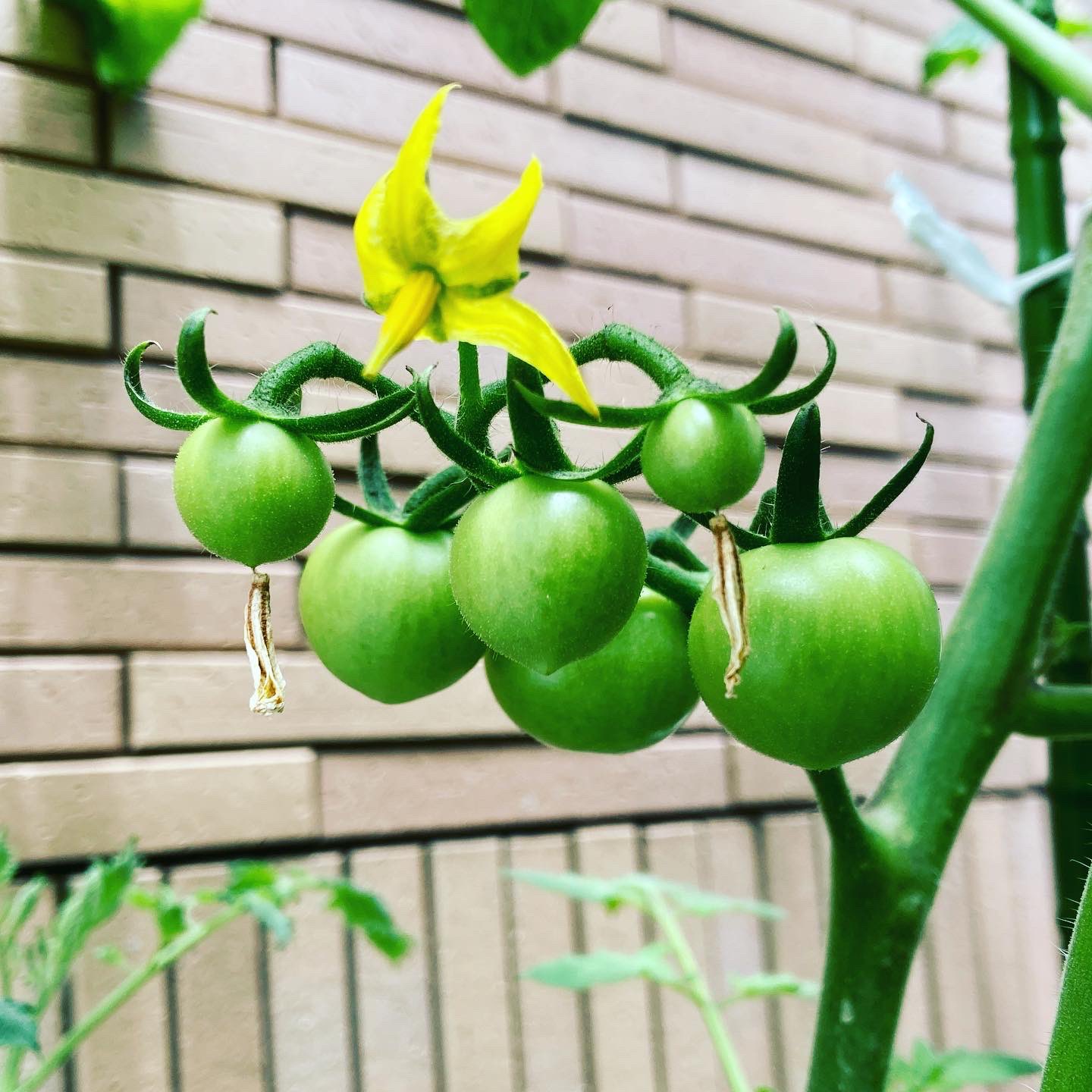 まさ 週中に液肥で追肥をしました 植付けから5週間 ミニトマトの実が鈴なり 次は色付きが楽しみ 大葉はポチポチ取ってますが 雑草並みにどんどん生えてくるので食べ放題 家庭菜園 家庭菜園はじめました トマト オクラ 大葉