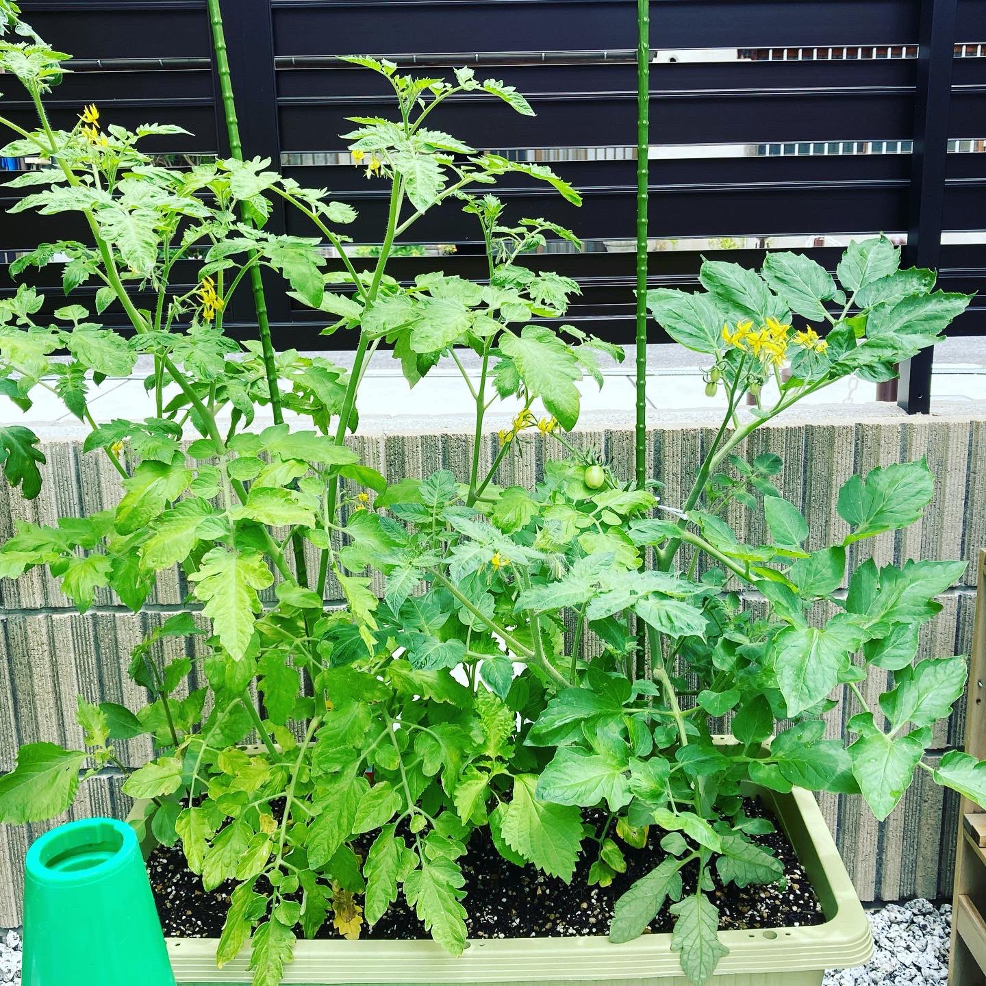 まさ 週中に液肥で追肥をしました 植付けから5週間 ミニトマトの実が鈴なり 次は色付きが楽しみ 大葉はポチポチ取ってますが 雑草並みにどんどん生えてくるので食べ放題 家庭菜園 家庭菜園はじめました トマト オクラ 大葉