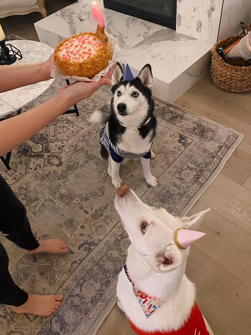 Mika turned 2 today 🥺🎉 https://t.co/gO8FFW4yhg<a href="/tag/santamonica"class="tags"><span>#santamonica</span></a>