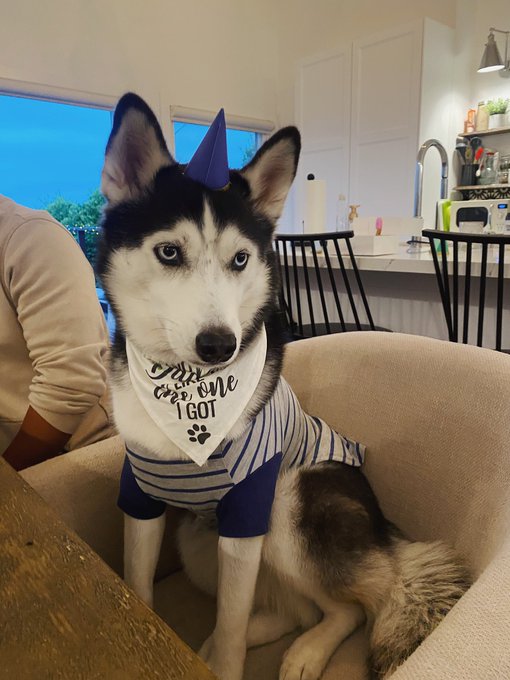 Mika turned 2 today 🥺🎉 https://t.co/gO8FFW4yhg<a href="/tag/santamonica"class="tags"><span>#santamonica</span></a>