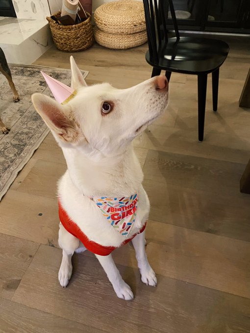 Mika turned 2 today 🥺🎉 https://t.co/gO8FFW4yhg<a href="/tag/santamonica"class="tags"><span>#santamonica</span></a>