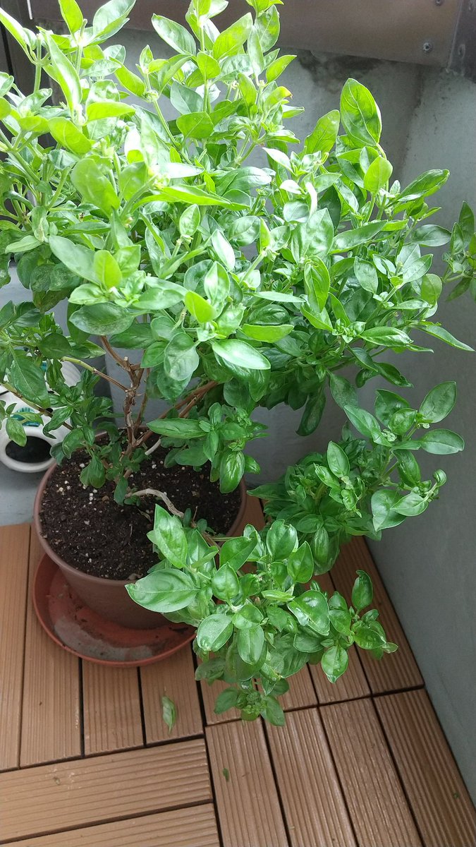 バソ 自家製の越冬バジルを使った ジェノベーゼ ほかカプレーゼと 魚介のカルパッチョ これぞ男メシ