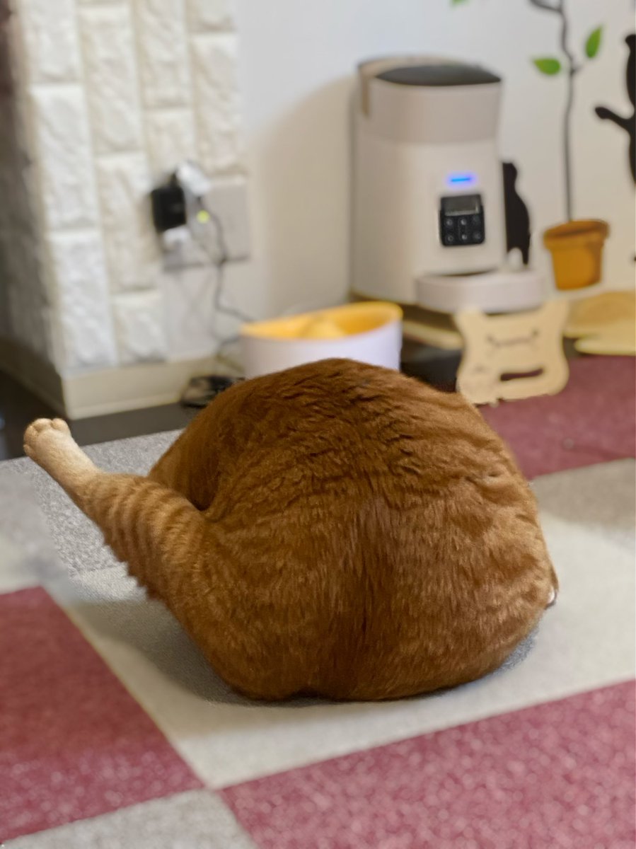 とらまる とらまるくん🐈 (@toramaru_1120) / Posts / X