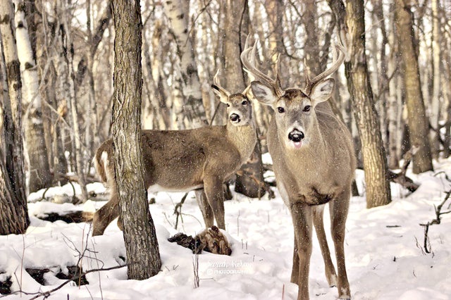 DailyTmsk's tweet photo. @Tomoshika_H 🦌 https://t.co/IyYeDctOx1