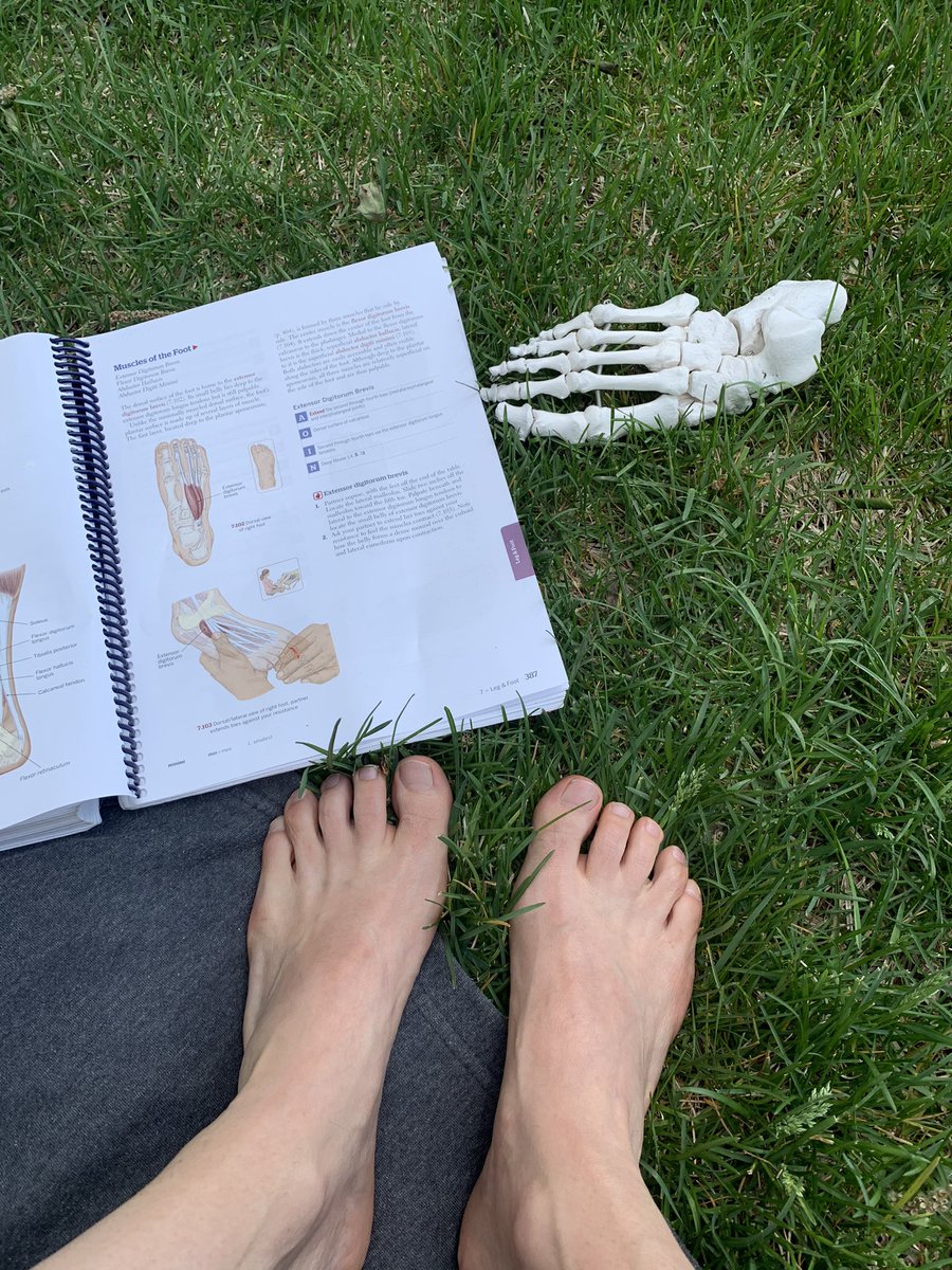 Foot anatomy outside today. Get your toes in the grass this weekend and feel the grounding energy. #footmuscles #grounding #barefeet #footanatomy #askandy <a href="/TrailGuide2Body/">Trail Guide to the Body</a>