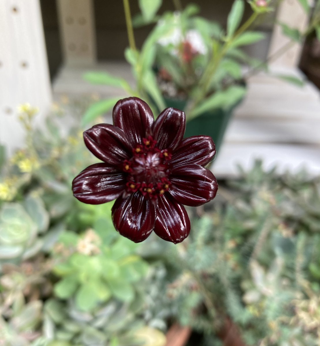 みるちゃん Milky はっ初めてチョココス開花まで漕ぎ着けました 元々立派な蕾が着いた苗だったしね 鼻を近づけるとチョコレートってかカカオの香りがします これからもっともっと咲いてね 皆さん素敵な土曜日に ガーデニング 花の