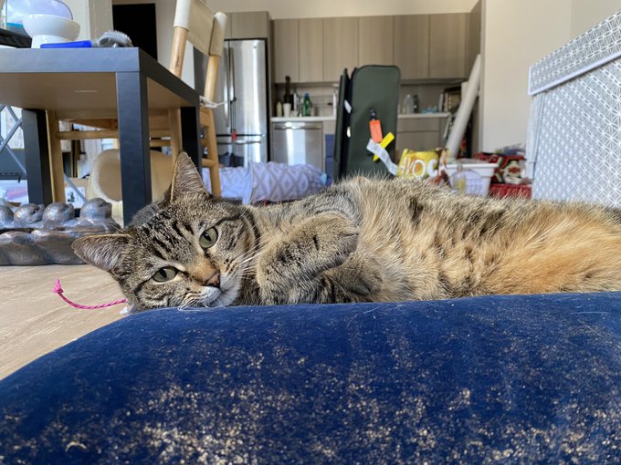 my cat lives here in luxury doesn&rsquo;t help me clean, doesn&rsquo;t help me pay rent but I&rsquo;m obsessed w her bc<a href="/tag/throne"class="tags"><span>#throne</span></a><a href="/tag/wishlist"class="tags"><span>#wishlist</span></a>