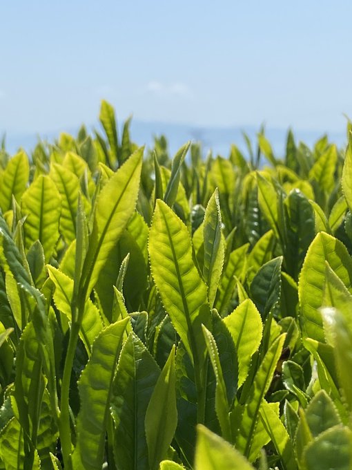 富士山まる茂茶園 Fujiteamarumo Twilog