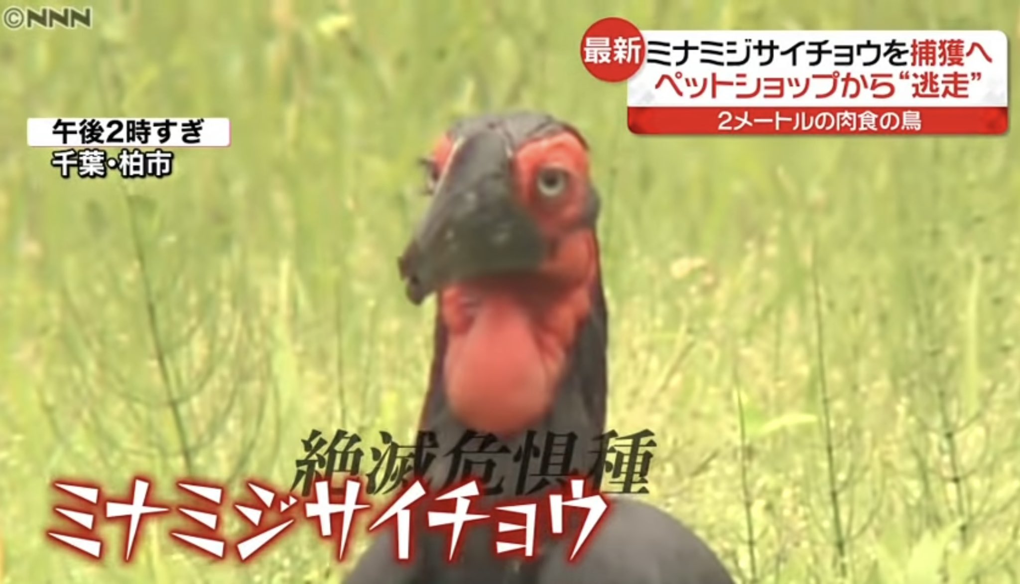 屁の鳥ʕ ʕ ʕ ʔ 絶滅危惧種が ペットショップにいるもんなのか そしてペットとして飼えるのか と思う 逃げてから一年ぐらい経ってるそうだが さすがに家のベランダに止まってたら ビビるな ミナミジサイチョウ 巨大鳥 T Co