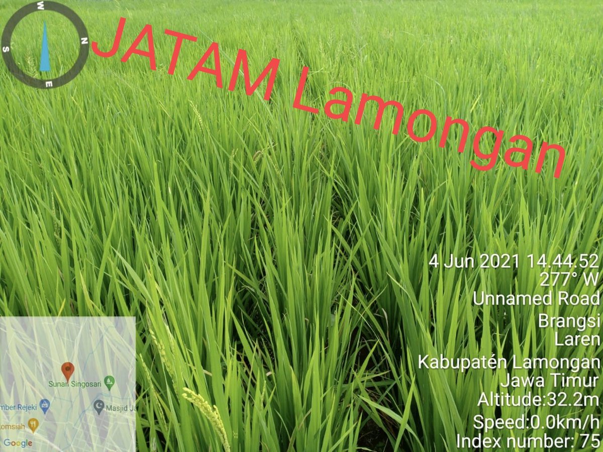 Syawaludin3687's tweet photo. Ada pelanggaran nih, padi usia 48hst
Padi jenis menthik susu sudah pada hamil tua saatnya brudak
Klo begini program percepatan panen insyaallah bisa dilakukan biar petani bisa panen berkali2
#Jatam_Lamongan #JamuBumi #PS200 #PADI #Organic https://t.co/gWXx50HDvv