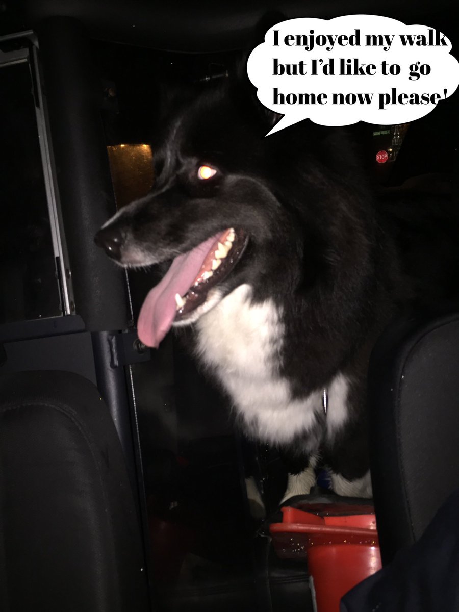 Our Nightshift members located this very friendly dog in the Wadland Cresent area of St. John’s.  We believe he would love to go home.  If he is yours please call us at (709) 729-8000