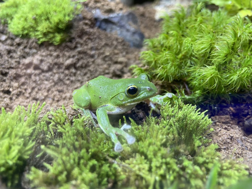上越市立水族博物館 うみがたり S Tweet うみがたり 本日より6月マンスリー水槽 日本のカエルたち がスタート 水槽 内に稲を植え カエルたちが生息している環境を再現した水槽や 解説板ではカエルの知られざる生態などを紹介しています 6月5日 土 から6