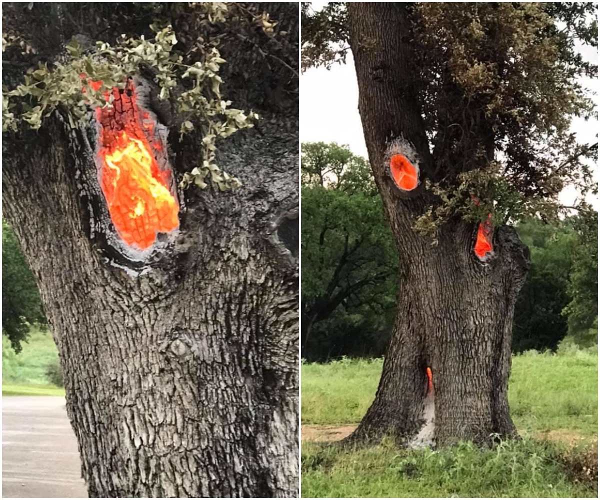 Молния ударила в дерево. Молния ударила в дерево. Дерево после удара молнии. Молния ударила в дерево. Дерево после удара молнии.