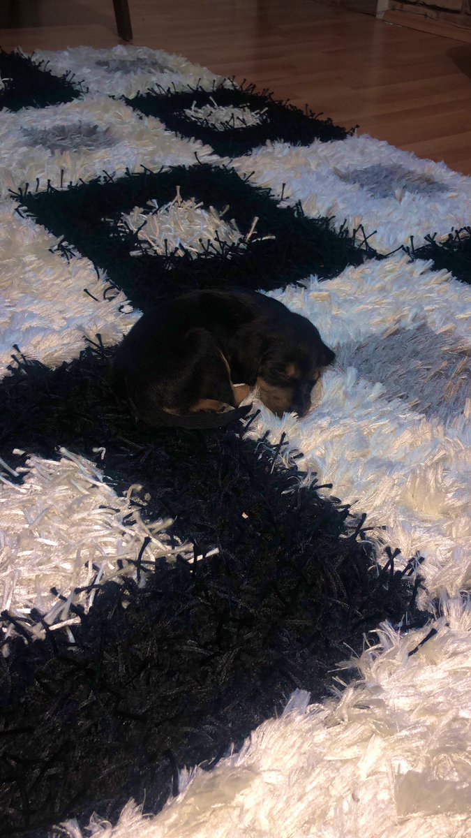 ARES evimin yeni neşesi 1 aylık rod TOPRAK bey ile beraber büyür umarım anneleri ile