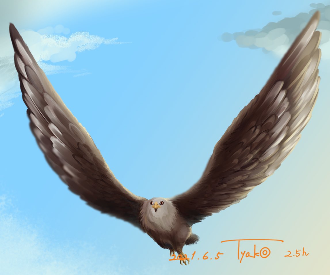 チャコ クロノワ Pixivsketch 今日のお題 鳥 オリジナル デジタル イラスト ハクトウワシ 鷲 Eagle 厚塗り 大好きなハクトウワシを 描いてみました T Co Njr53nvrrr Twitter