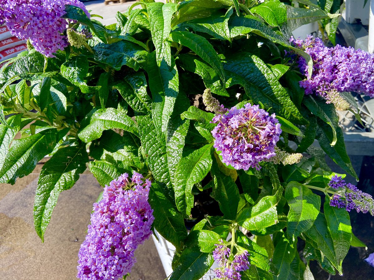 Flower Gurl (@zartiiste) on Twitter photo PW Pugster Amethyst Dwarf Butterfly Bush never ceases to amaze! 🦋 Find some at your local Home Depot! <a href="/HDFlintkid/">Thomas Spencer</a> <a href="/BaucomJbaucom/">Baucoms Nursery Co.</a> <a href="/Proven_Winners/">Proven Winners</a> PW Pugster Amethyst Dwarf Butterfly Bush never ceases to amaze! 🦋 Find some at your local Home Depot! <a href="/HDFlintkid/">Thomas Spencer</a> <a href="/BaucomJbaucom/">Baucoms Nursery Co.</a> <a href="/Proven_Winners/">Proven Winners</a>