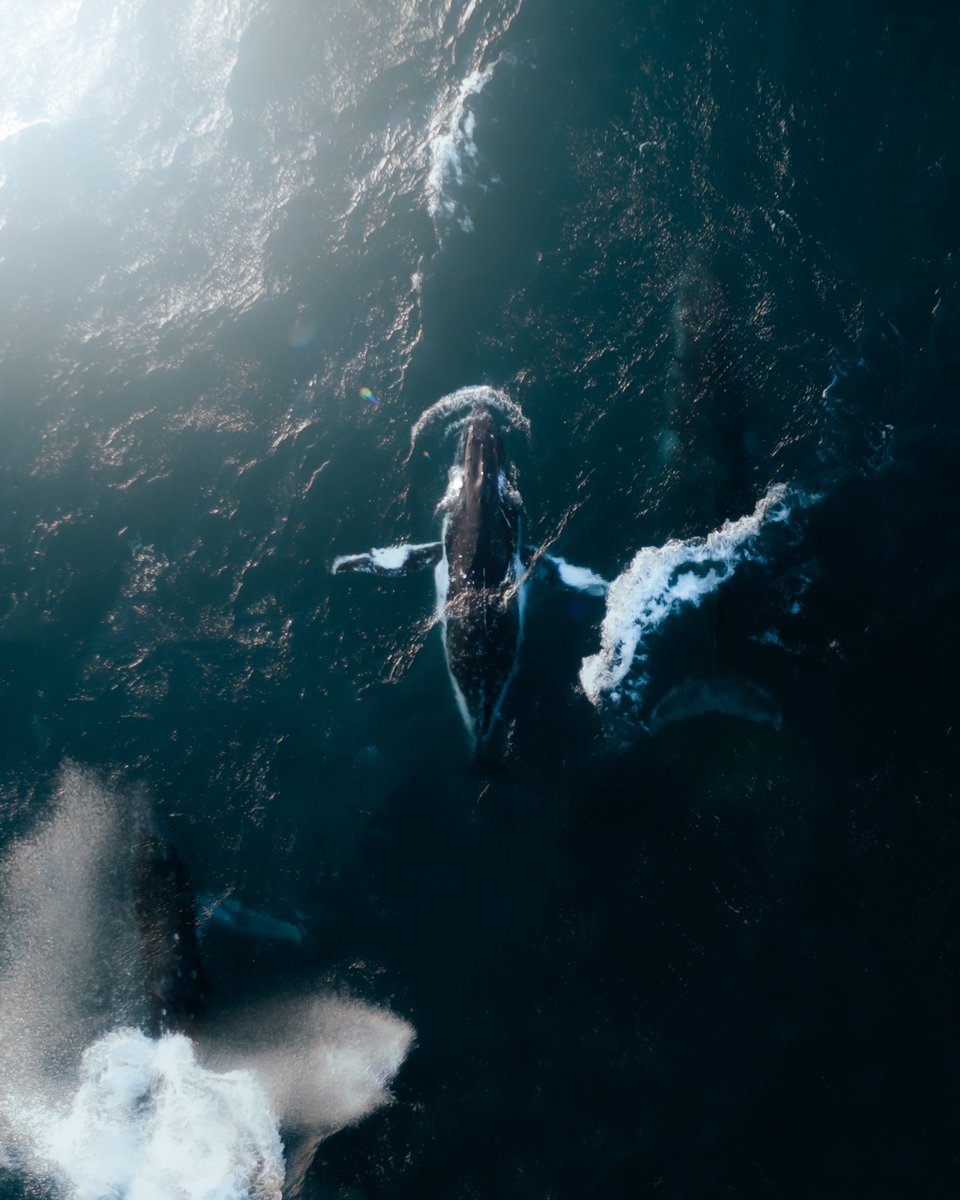 Whale season has arrived 🐋