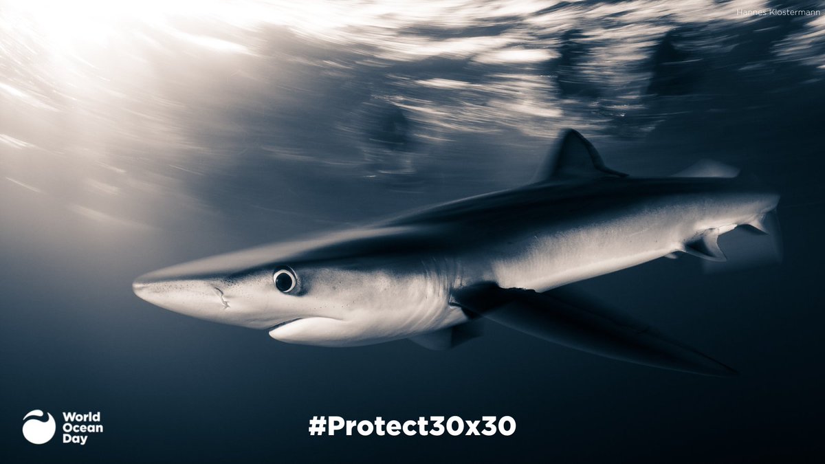 Irukandji Shark & Ray Encounters tweet media