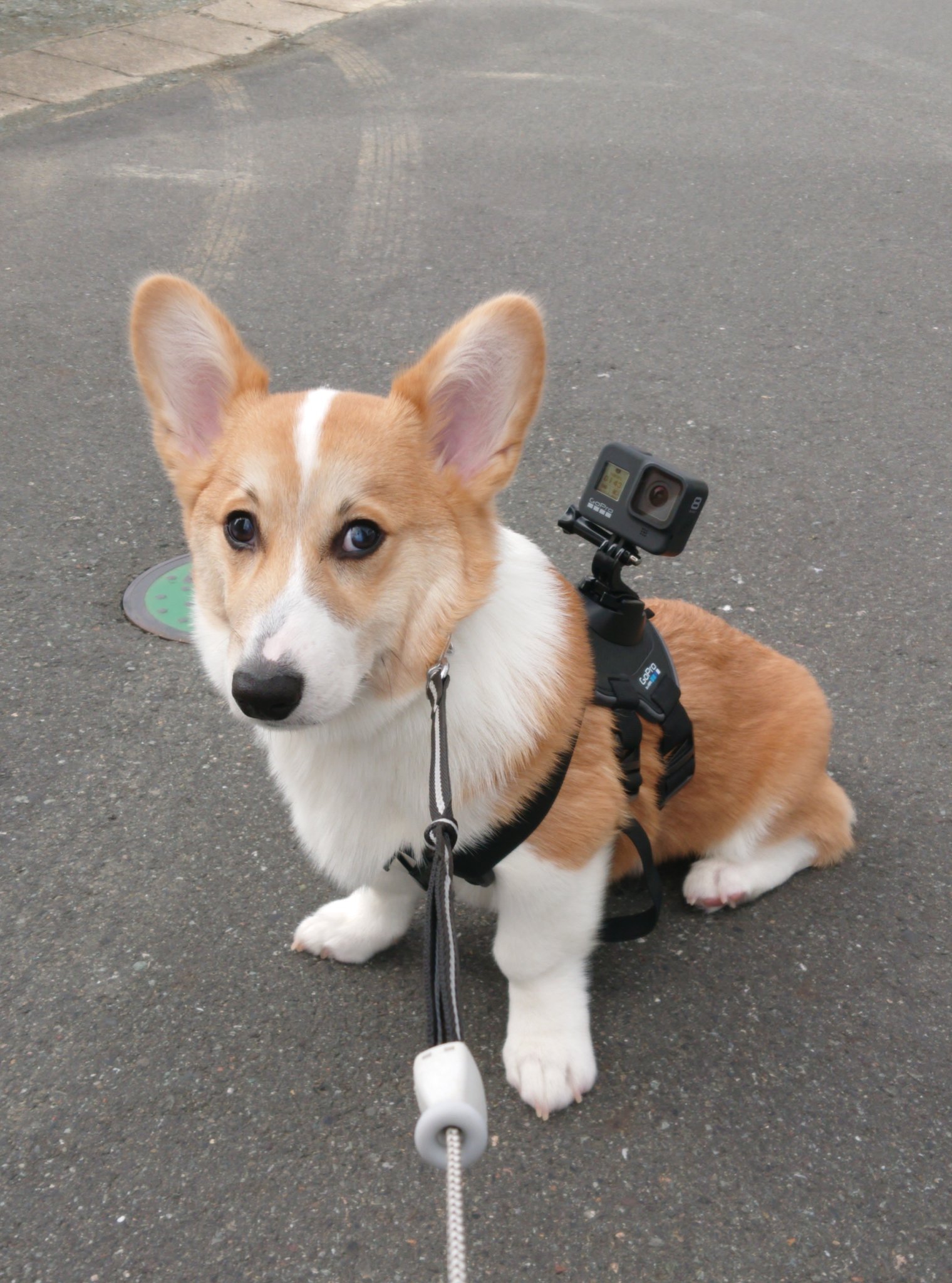 コーギーむぎ Papaコギフェス参加 Gopro Goproの犬アタッチメント購入して装着しました が 違和感を感じてるのか歩いてくれません T Co Exnjdudi21 Twitter