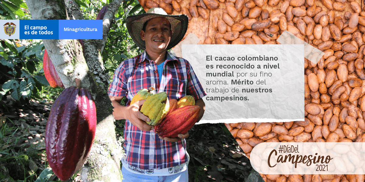 MinAgricultura's tweet photo. Ser campesino es un orgullo, es mantener viva la historia del país y las vivencias de nuestros ancestros, es representar a Colombia en el exterior con el mejor #SaborDeColombia, como lo es el cacao que es reconocido a nivel internacional por su fino aroma. #DíaDelCampesino2021👨‍🌾 https://t.co/vYRLOH4A2b