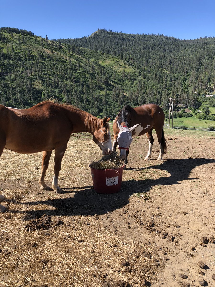 Freetheelephant's tweet photo. @GerdasEquineRes Wonderful. Always good news. My two rescues are doing good. https://t.co/ixaiyVvd2z