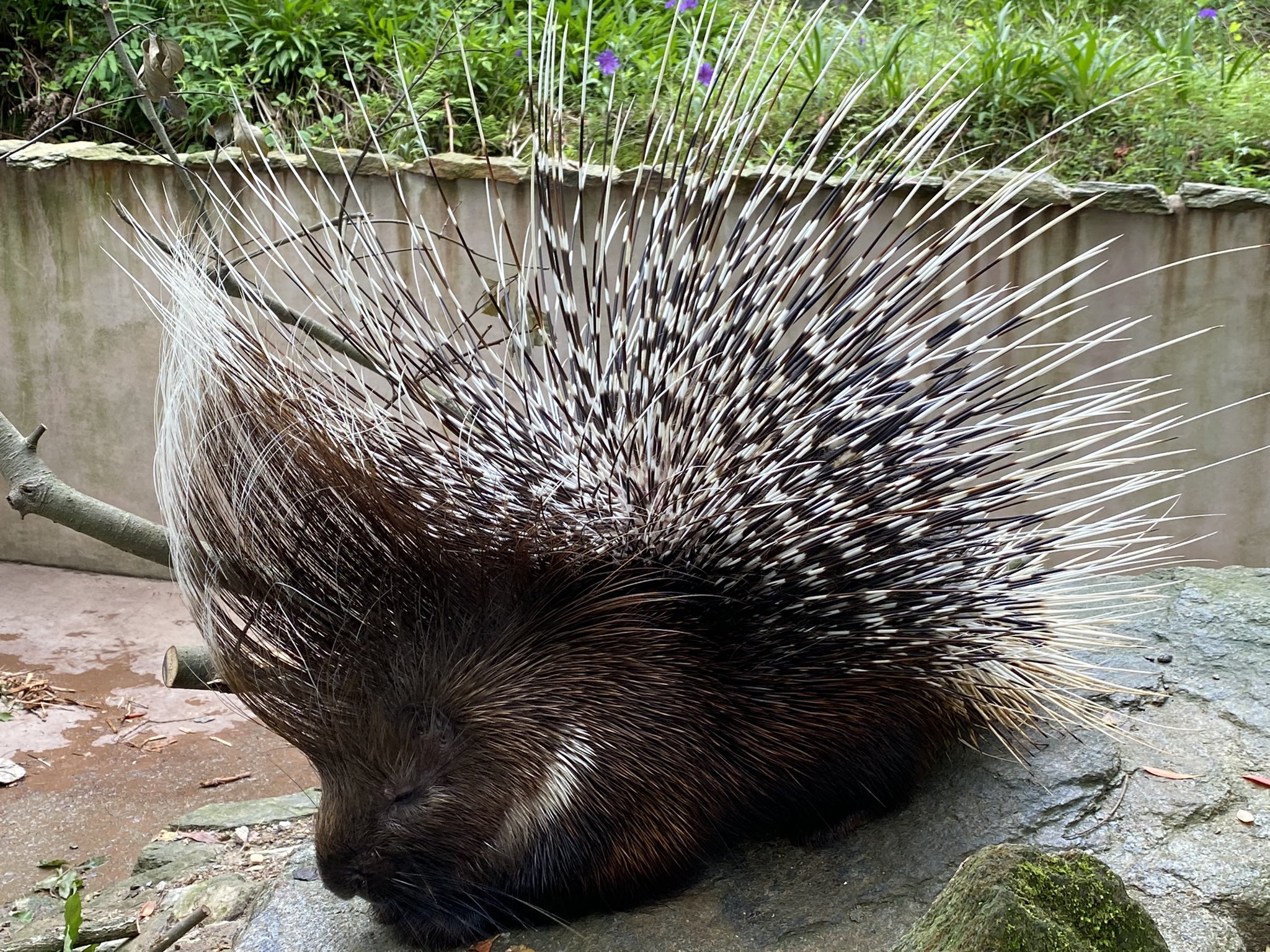 ケープタテガミヤマアラシ Twitter Search Twitter