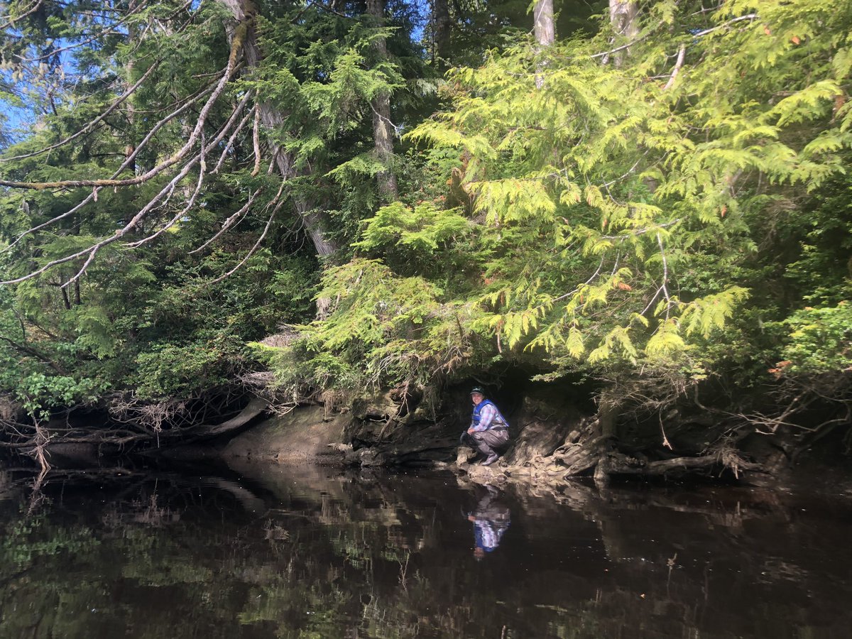 swampmonstah's tweet photo. Dendrochronologist on, in, between, and beside an #subfossil 👻🌲. A study in four parts. #FieldWorkFriday #CoastalFlooding #paleotsunami #SamplingStrategy https://t.co/B0SiEPSmeZ