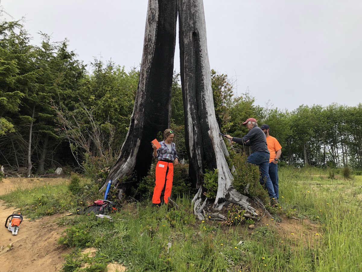 swampmonstah's tweet photo. Dendrochronologist on, in, between, and beside an #subfossil 👻🌲. A study in four parts. #FieldWorkFriday #CoastalFlooding #paleotsunami #SamplingStrategy https://t.co/B0SiEPSmeZ