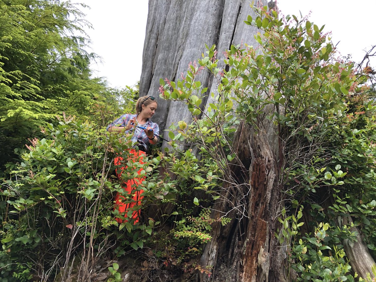 swampmonstah's tweet photo. Dendrochronologist on, in, between, and beside an #subfossil 👻🌲. A study in four parts. #FieldWorkFriday #CoastalFlooding #paleotsunami #SamplingStrategy https://t.co/B0SiEPSmeZ