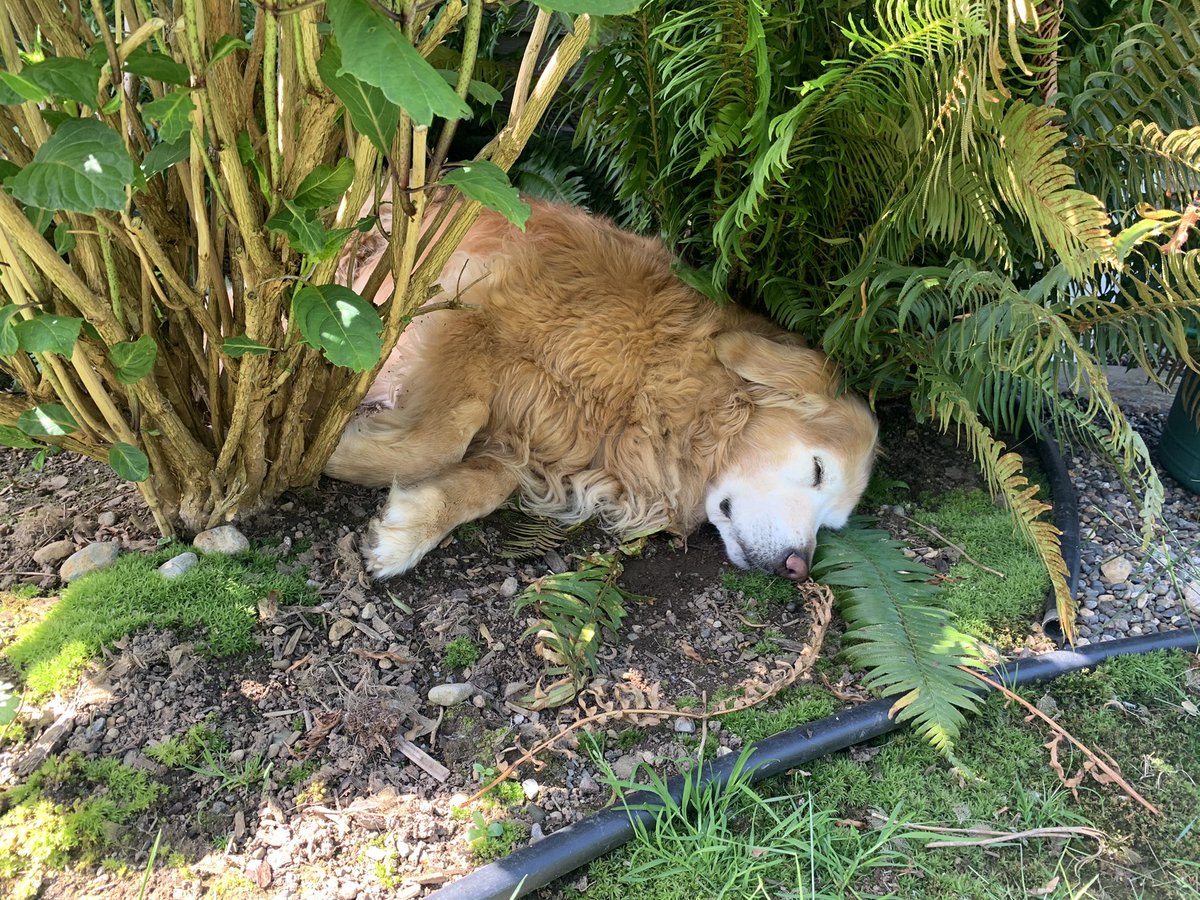 jshuey's tweet photo. It’s getting to be @EllietheWP’s favorite time of year.
The plants are filling in and the shade comes along with it.
#etwp https://t.co/hjWeUF4rt4