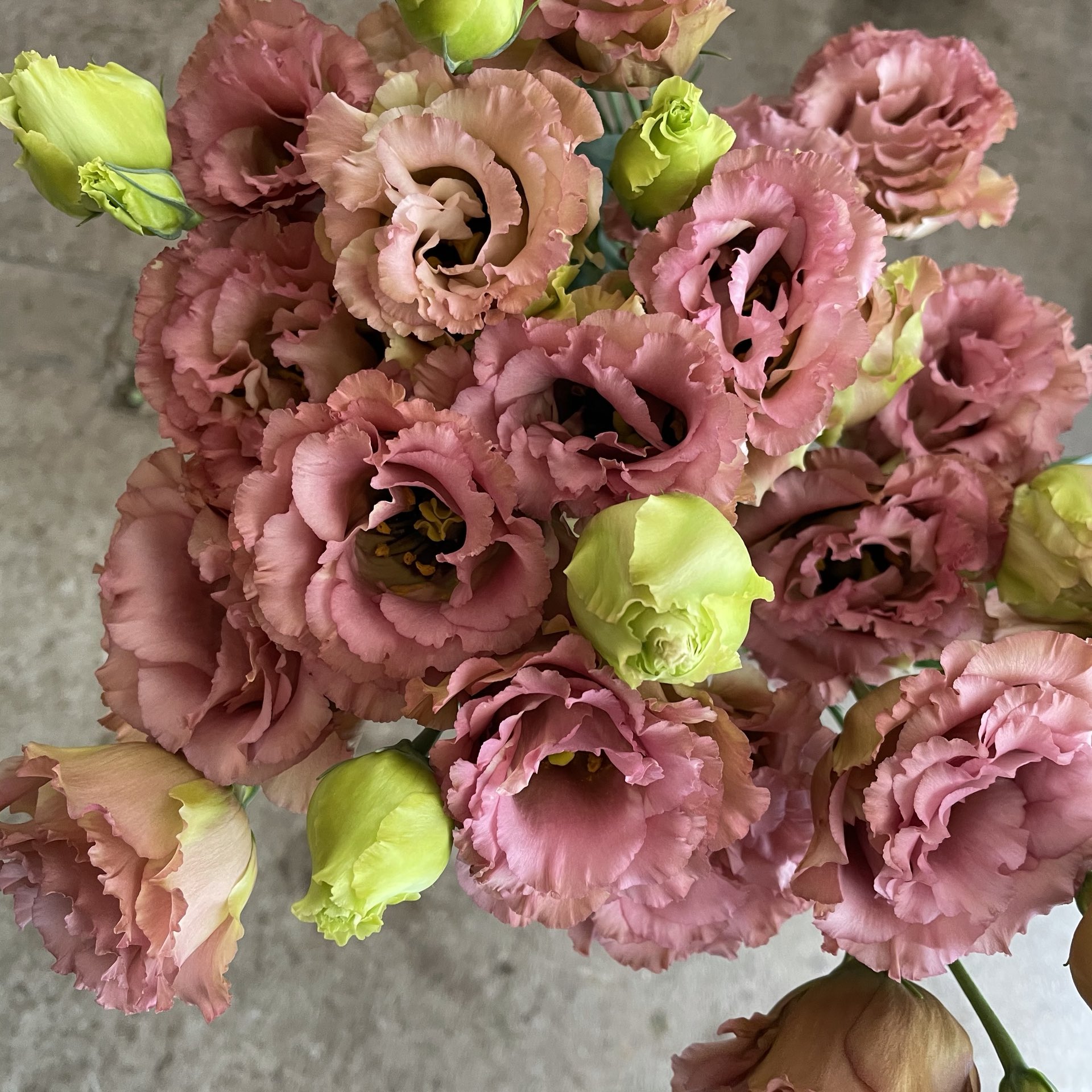 D Ici Peu 毎日ひと花 トルコキキョウ ウェーブクラシカ T Co Nydin2ix3m Twitter