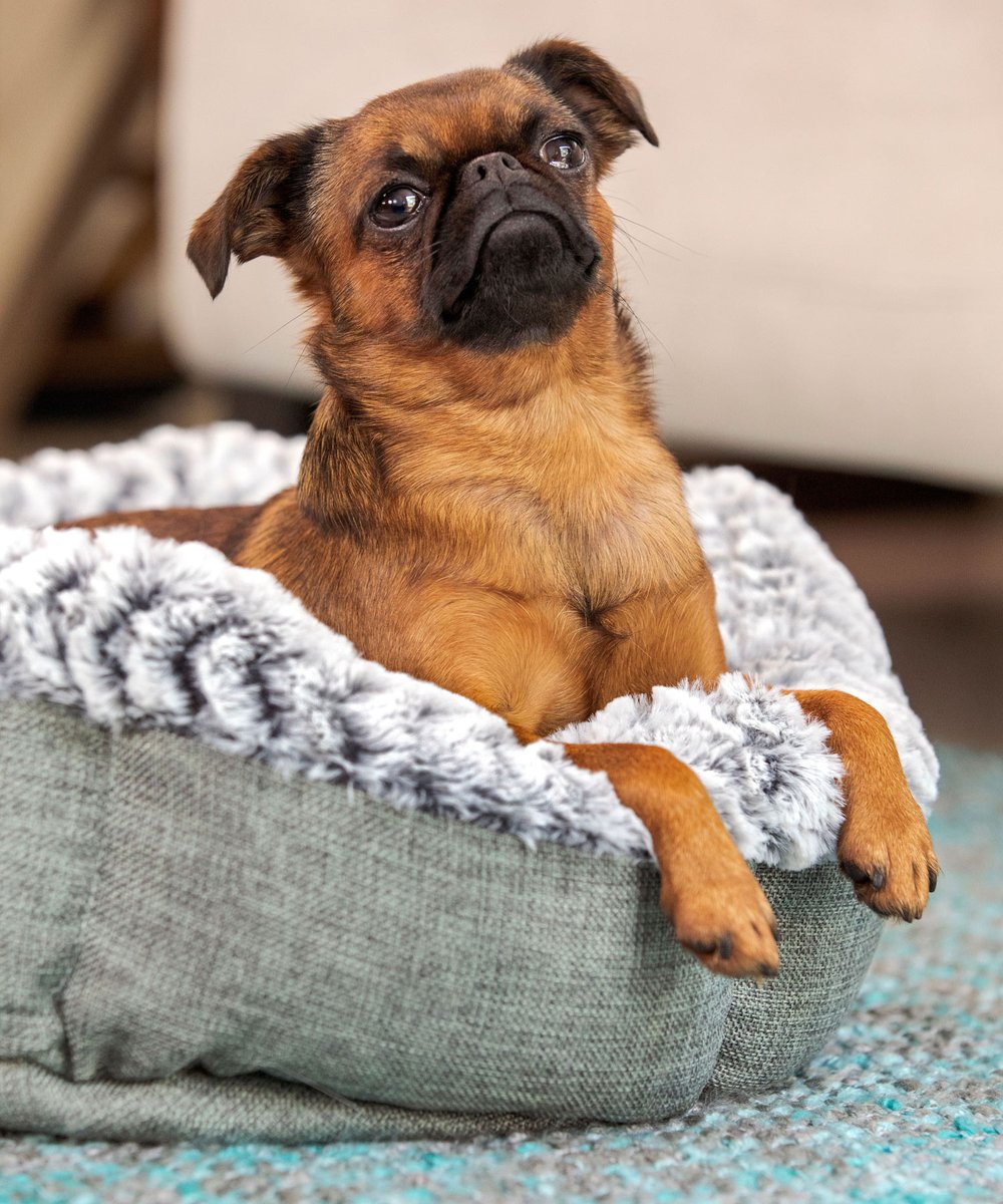 Pet Craft Supply Co. tweet media