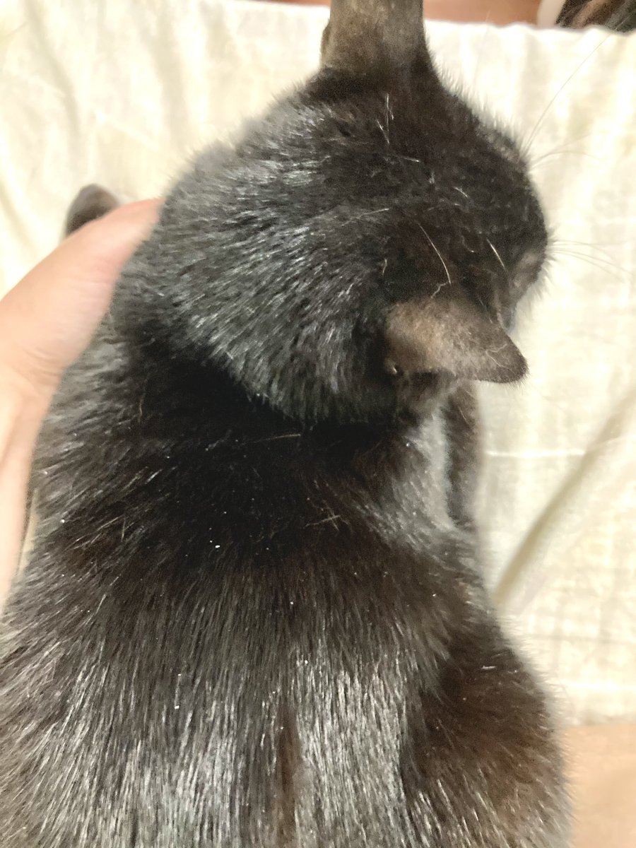 ট ইট র En よのすけのフケがすごくてヒィィィィーー ってなってる 背中の白い点々 全部フケ 猫写真 猫のいる暮らし 判決 シャンプーの刑 ট ইট র En よのすけのフケがすごくてヒィィィィーー ってなってる 背中の白い点々 全部フケ 猫写真 猫のいる暮らし 判決 シャンプーの刑