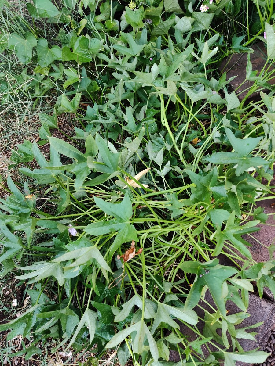 azsweetpinay75's tweet photo. Sarap ng pakiramdam pag labas mo ng front and backyard mo ito ang masisilayan mo sa umaga. #MystressReliever #Mylilgarden #freshtomatoes #sweetpeppers #kangkong #sitaw #talbos (ganas) in waray. https://t.co/aNR3Bc9fe4