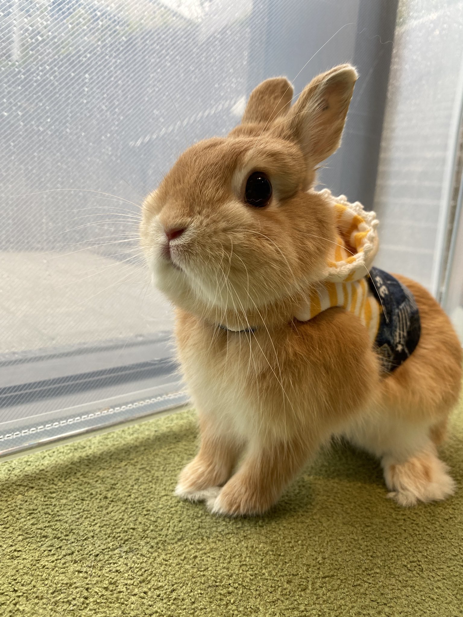 うさぎのしっぽ南町田グランベリーパーク店 昨日グルーミングに来てくれた三輪パクくん 雨でしたがおしゃれなハーネスを着たおしゃれさんです うさぎのしっぽ 南町田グランベリーパーク うさぎ ネザーランドドワーフ オレンジ ハーネス う