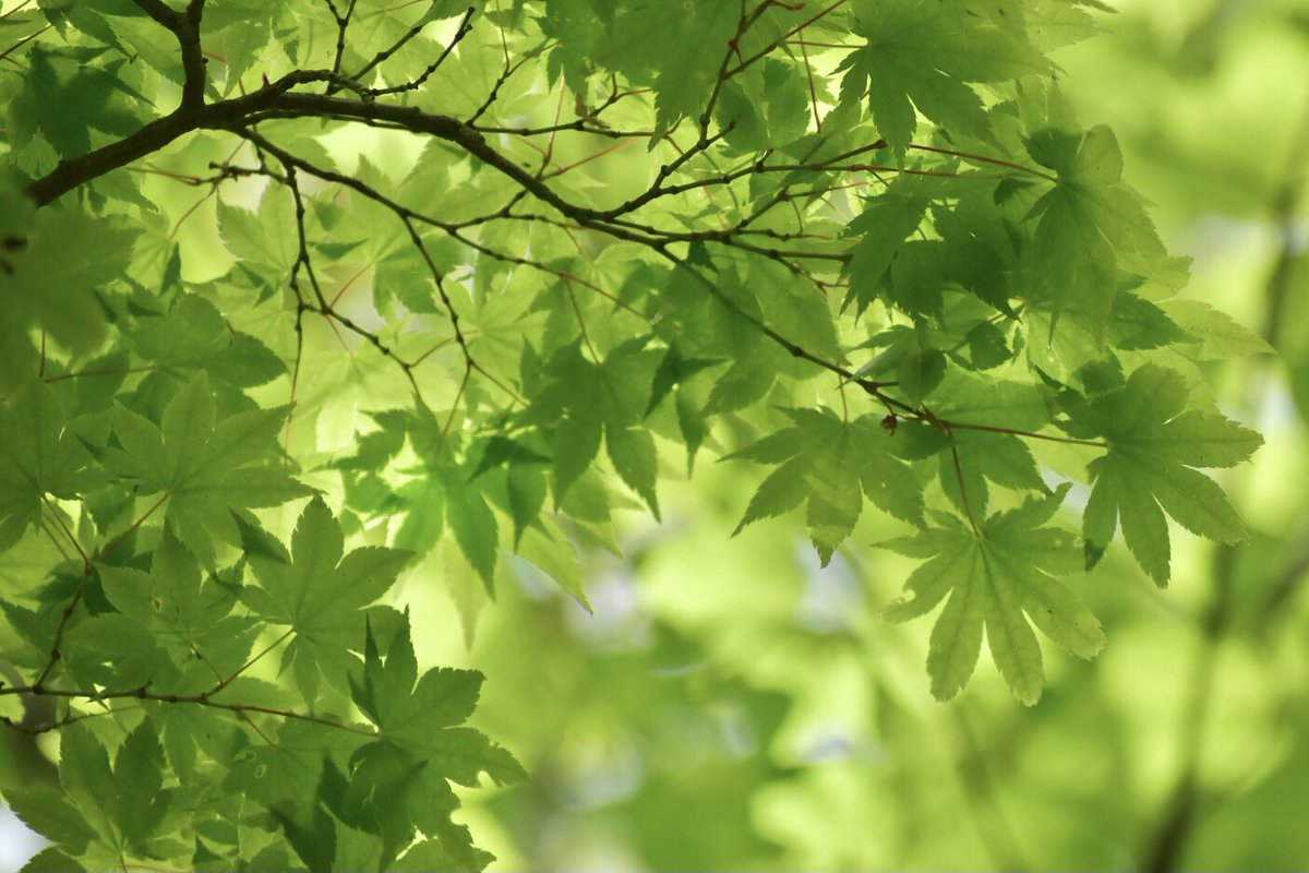 自然は癒し

#環境の日 
#カエデ #MapleLeaves #nature #photography