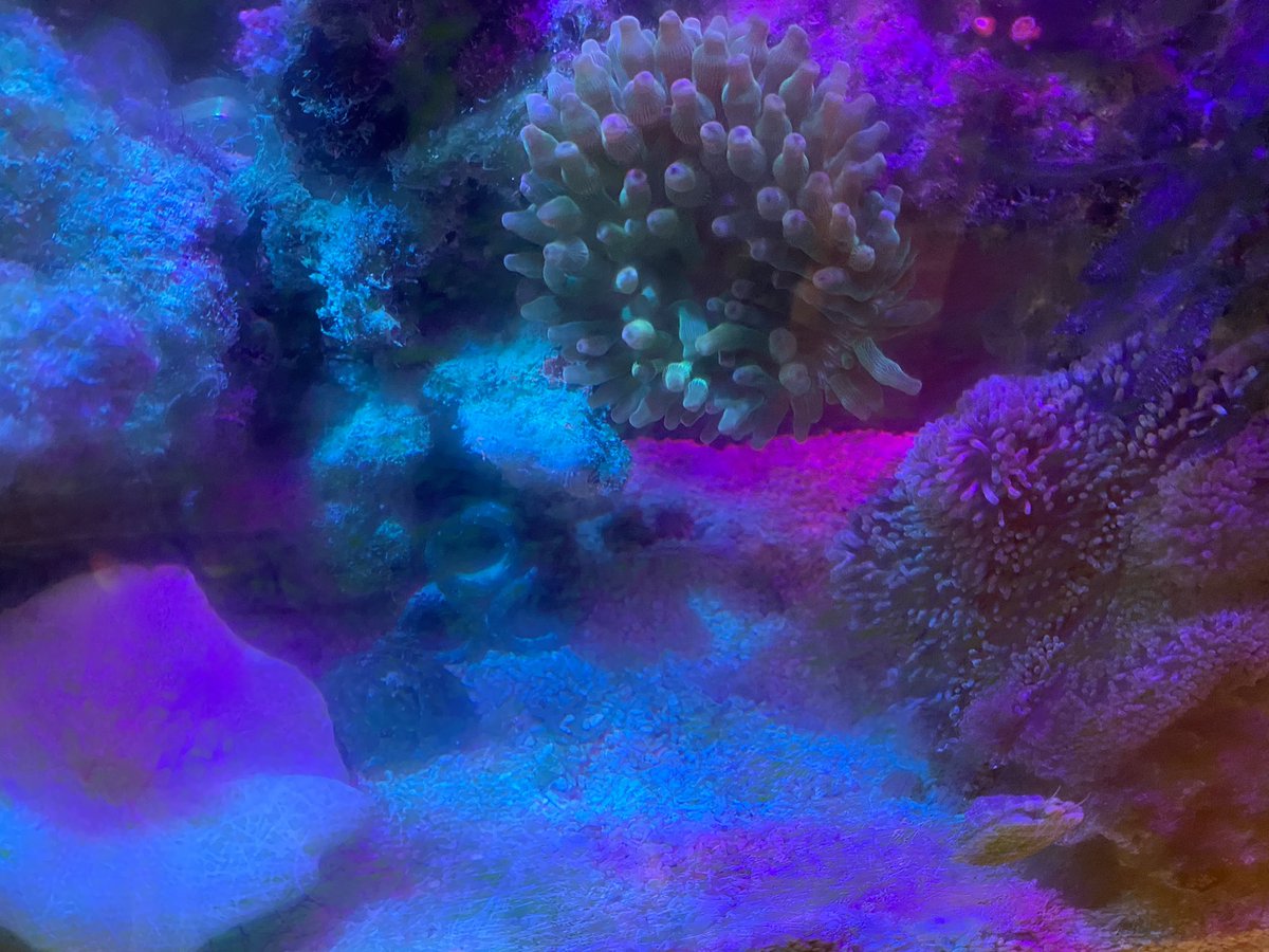 サンゴイソギンチャク