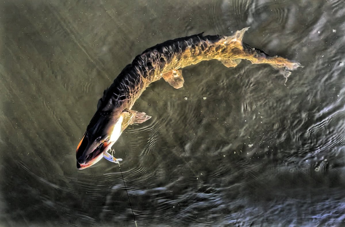 FishHardDave's tweet photo. And out of the shadows...Good thing that I had a Stringease titanium tippet on, saved me a @luckycraftusa Lightning Pointer!😊😊😊#ToothyCritter #CloseCall #Stringease #LuckyCraft #MadeInJapan #Sunline https://t.co/QgW6q9dc1C